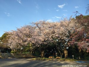 2017年桜満開