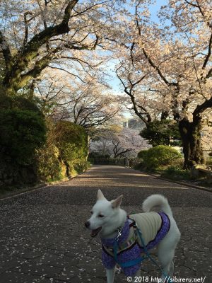 2017年桜と犬