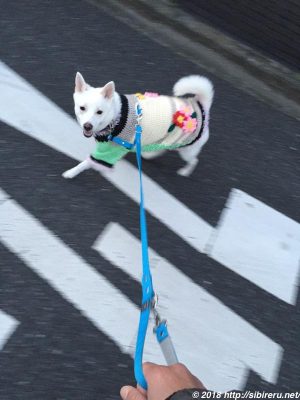 元保護犬あかね