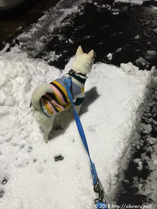 保護犬あかねの雪道散歩
